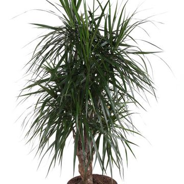 Dracaena marginata