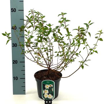 Cistus x corbariensis