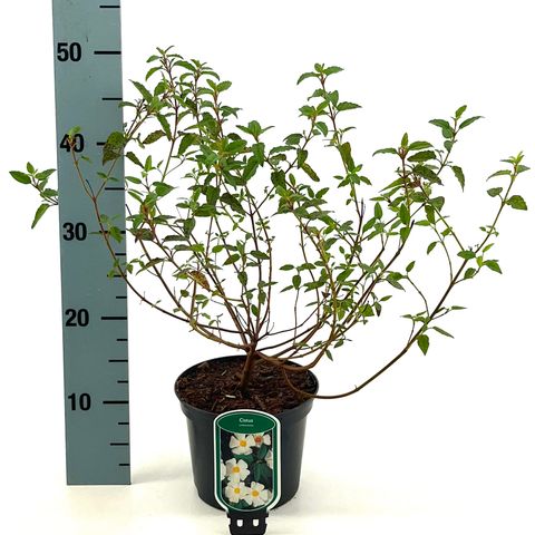 Cistus x corbariensis
