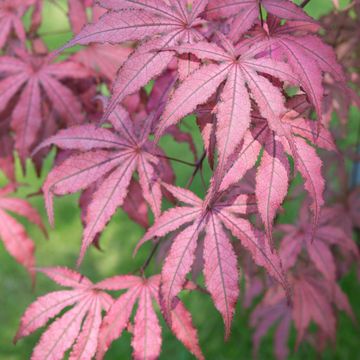 Acer palmatum 'Amagi-shigure'