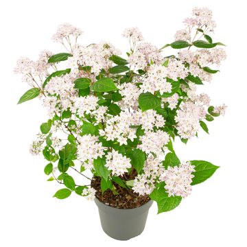 Deutzia MILLION STARS PINK CLOUD