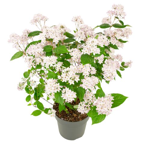 Deutzia MILLION STARS PINK CLOUD