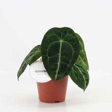 Anthurium forgetii x nigrolaminum 'Gigi'