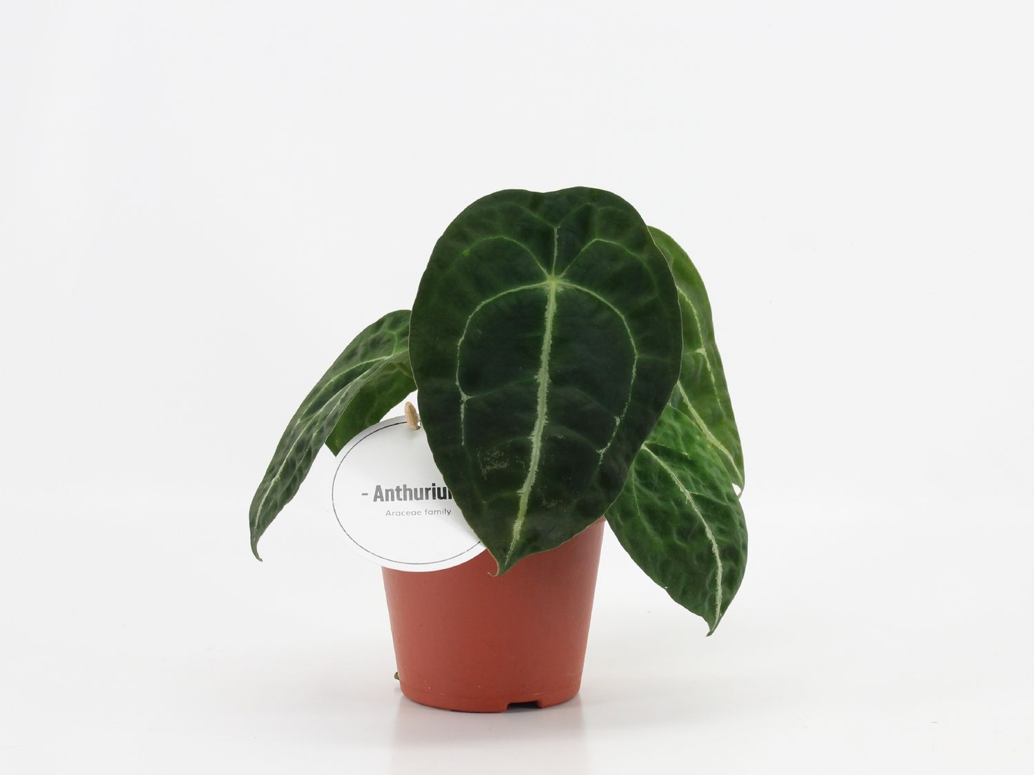 mini bogenhanf Sansevieria cylindrica 'Star Mini Marble' – Secret Garden Plant Shop main image 0