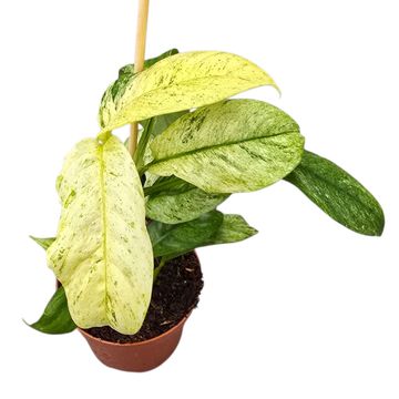 Rhaphidophora puberula 'Variegata'