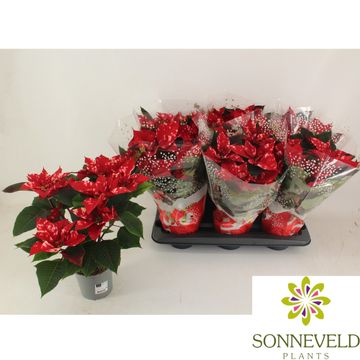 Euphorbia pulcherrima FANTASY STAR RED