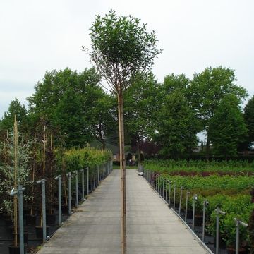 Prunus x eminens 'Umbraculifera'