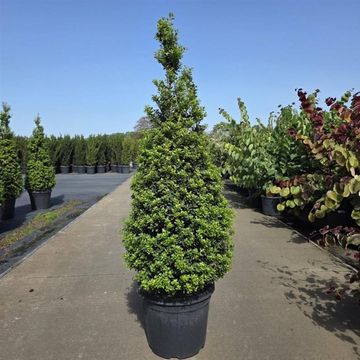 Ilex crenata 'Maxima'