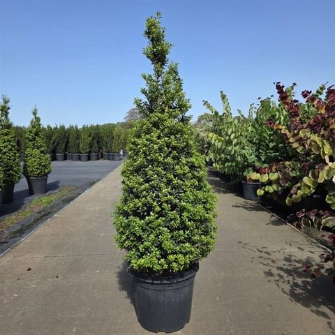 Ilex crenata 'Maxima'
