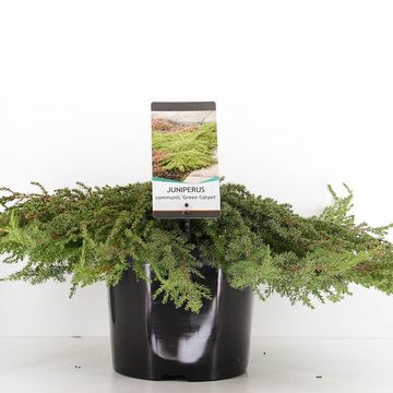 Juniperus communis 'Green Carpet'