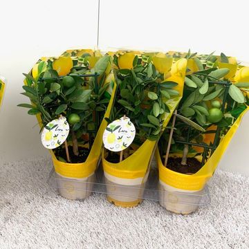 Citrus x floridana 'Lara'