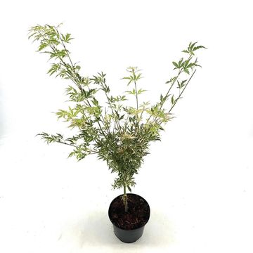 Acer palmatum 'Butterfly'
