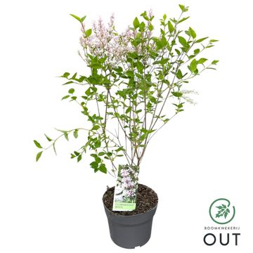 Syringa meyeri FLOWERFESTA WHITE