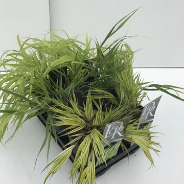 Hakonechloa MIX