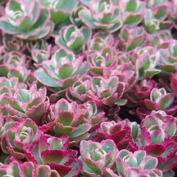 Sedum spurium 'Tricolor'