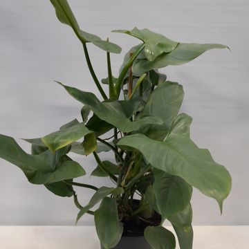 Philodendron erubescens