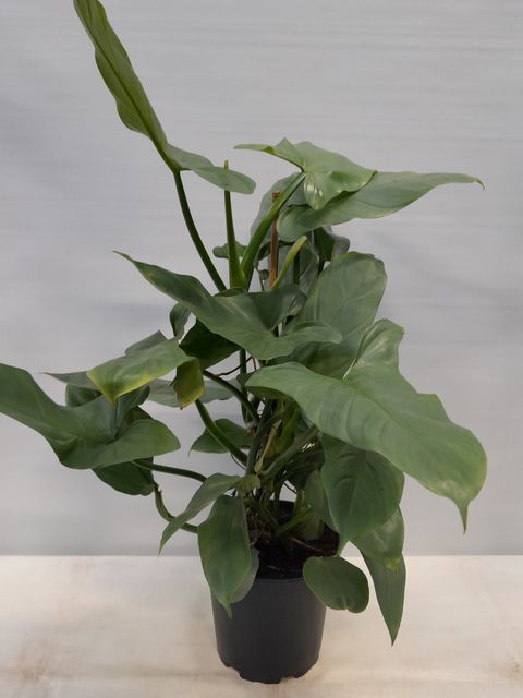 Philodendron erubescens