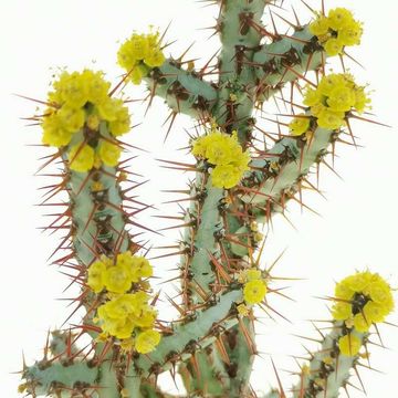 Euphorbia aeruginosa