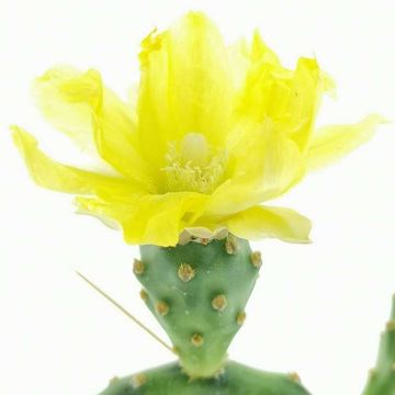 Opuntia rhodantha