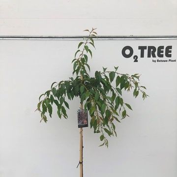 Prunus serrulata 'Kiku-shidare'