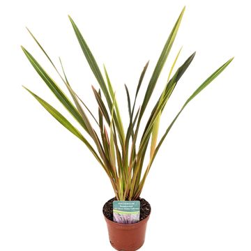 Phormium 'Sundowner'
