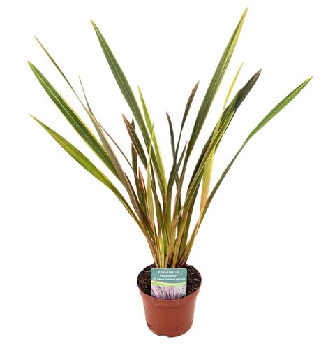 Phormium 'Sundowner'