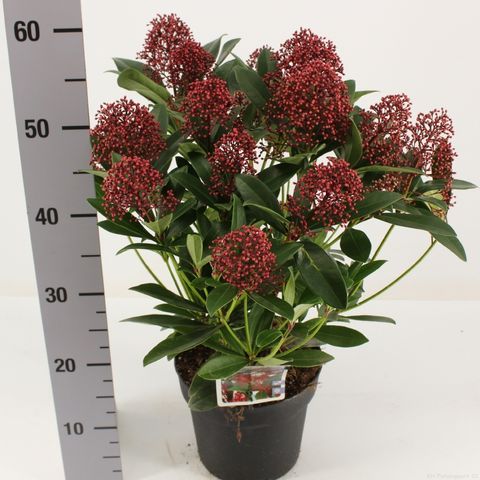 Skimmia japonica 'Rubella'