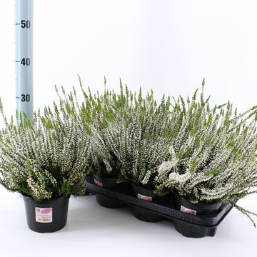 Calluna vulgaris GARDEN GIRLS HELENA