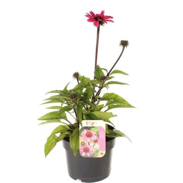 Echinacea purpurea