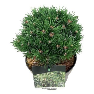 Pinus mugo 'Benjamin'