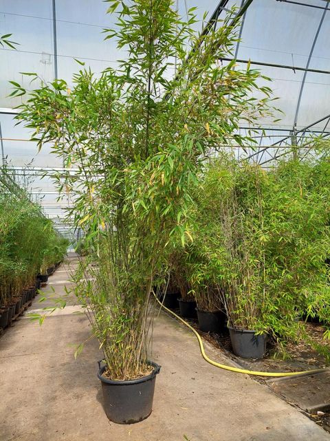 Fargesia 'Winter Joy'