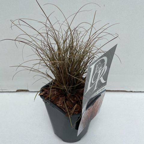 Carex comans 'Bronze Form'