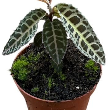 Labisia Sp No Id