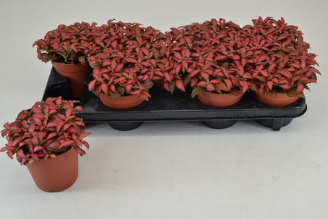 Fittonia verschaffeltii 'Forest Flame'