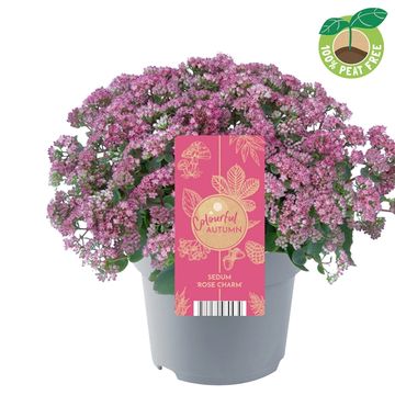 Sedum telephium SEDUCTION ROSE CHARM