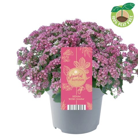 Sedum telephium SEDUCTION ROSE CHARM