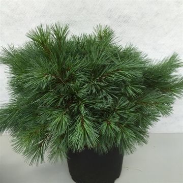 Pinus strobus 'Blue Shag'