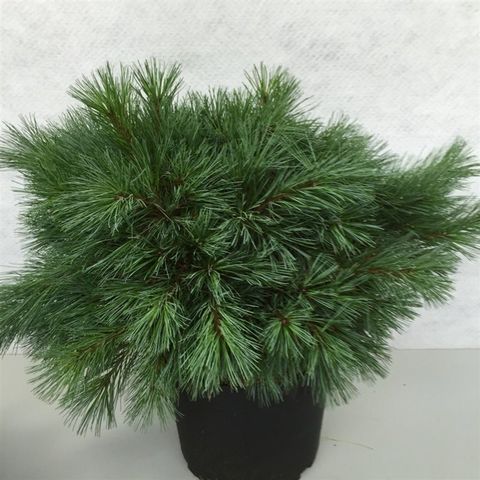 Pinus strobus 'Blue Shag'