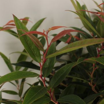 Leucothoe keiskei BURNING LOVE