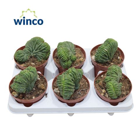 Trichocereus pachanoi cristata