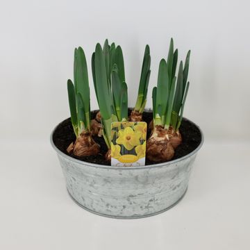 Narcissus 'Lucky Number'