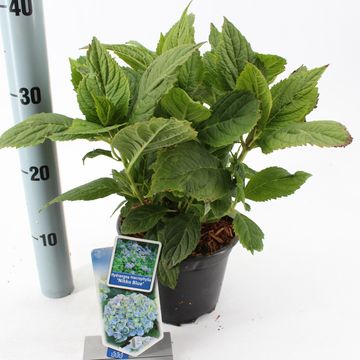 Hydrangea macrophylla 'Nikko Blue'