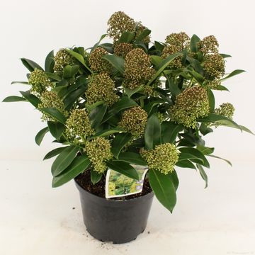 Skimmia japonica 'Fragrant Cloud'
