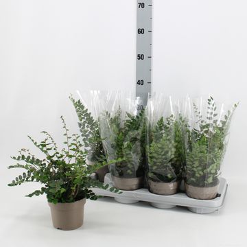 Pellaea rotundifolia