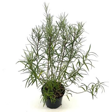 Salix rosmarinifolia