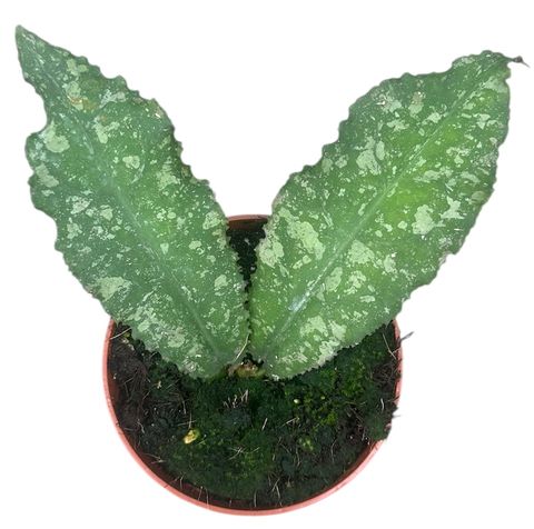 Hoya undulata 'Splash'