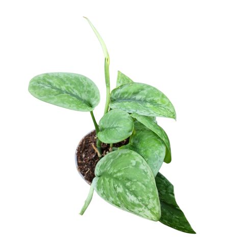 Scindapsus Sp Kalimantan