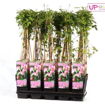 Clematis 'Pink Flamingo' (A)