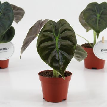 Alocasia 'Golden Bone'