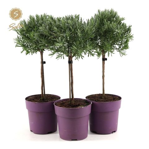 Lavandula stoechas 'Anouk'